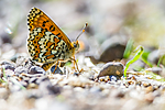 BB 13 0530 / Melitaea cinxia / Prikkrutevinge